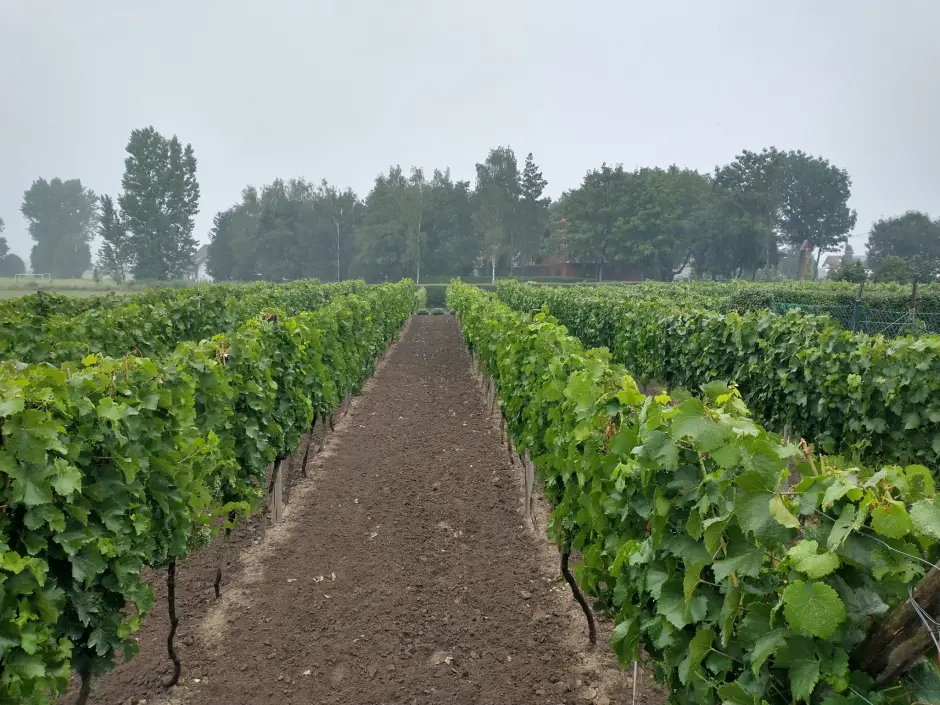 Winnica